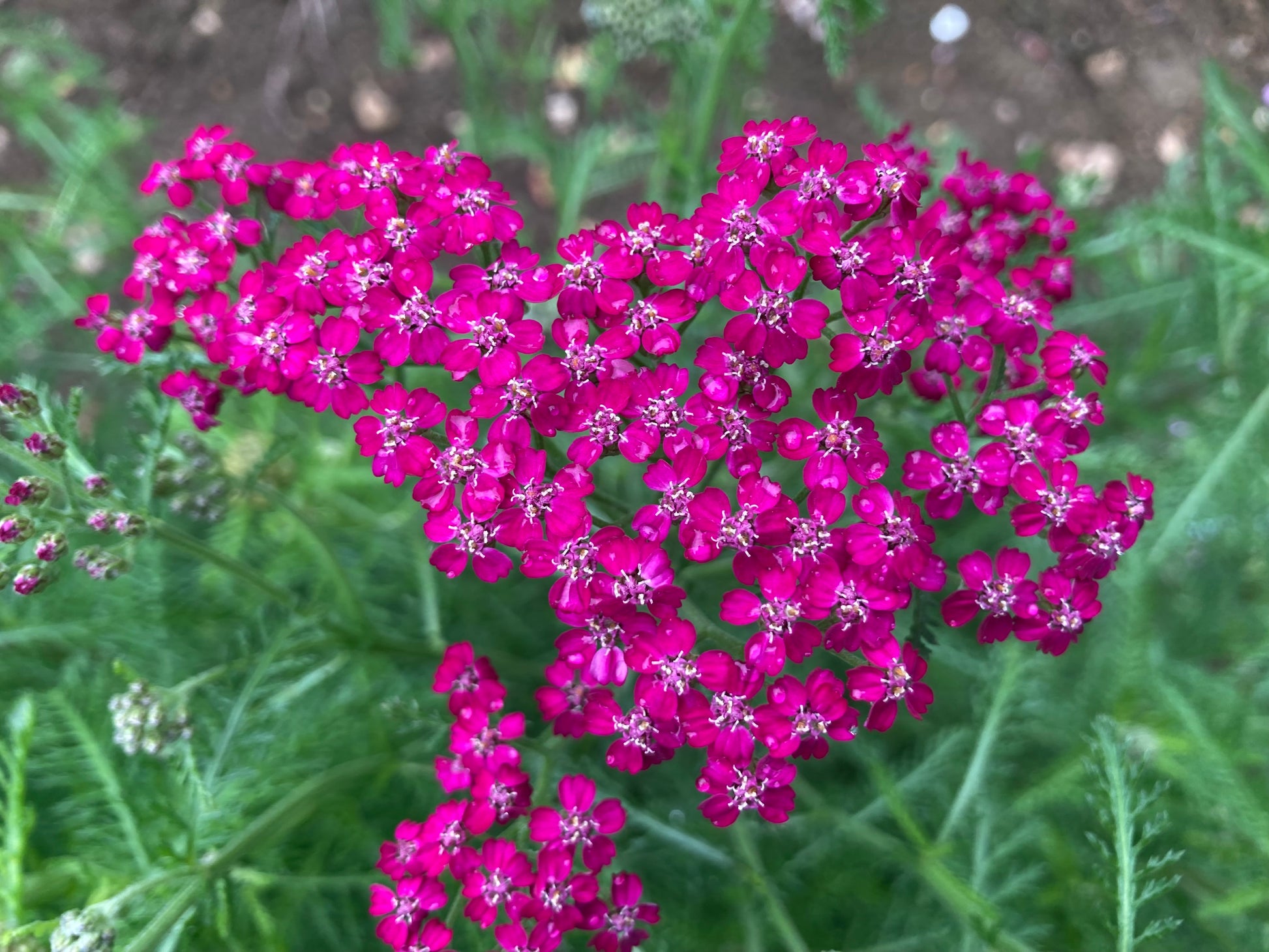 Achillea Cerise Queen - Champion Plants