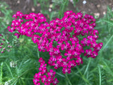 Achillea Cerise Queen - Champion Plants