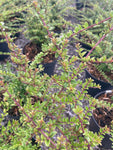 Lonicera nitida - Champion Plants