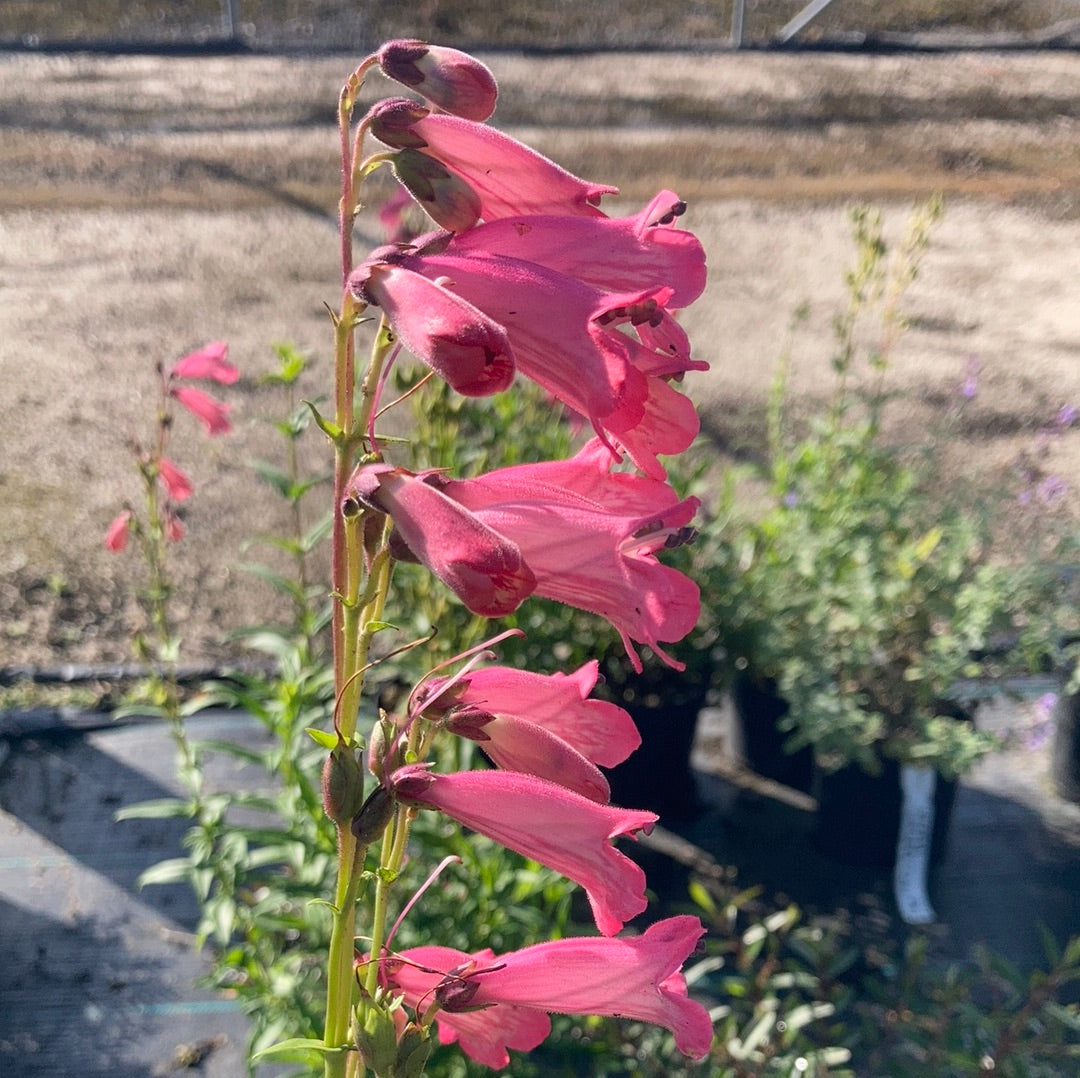 Penstemon Hidcote Pink - Champion Plants