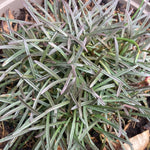 Armeria maritima 'Rubrifolia'