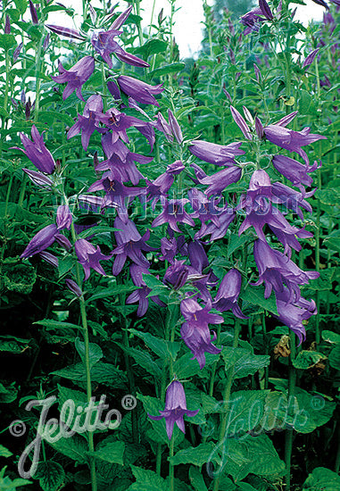 Campanula latifolia var. macrantha - Champion Plants