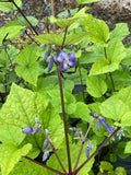Clematis heracleifolia Cote d'Azur - Champion Plants