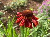 Helenium 'Moerheim Beauty' - AGM - Champion Plants