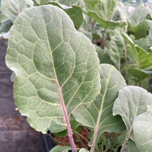 Kale Taunton Deane - Champion Plants