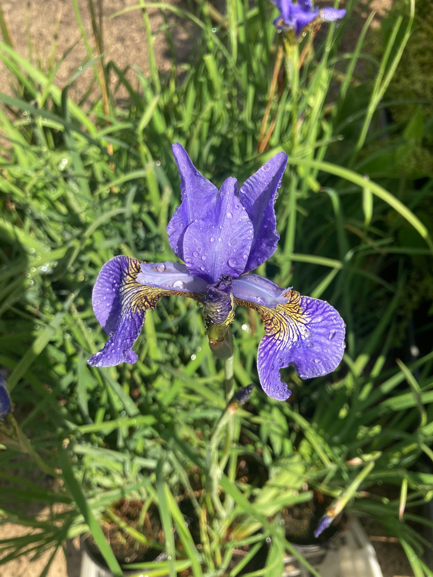 Iris sibirica Papillon - Champion Plants