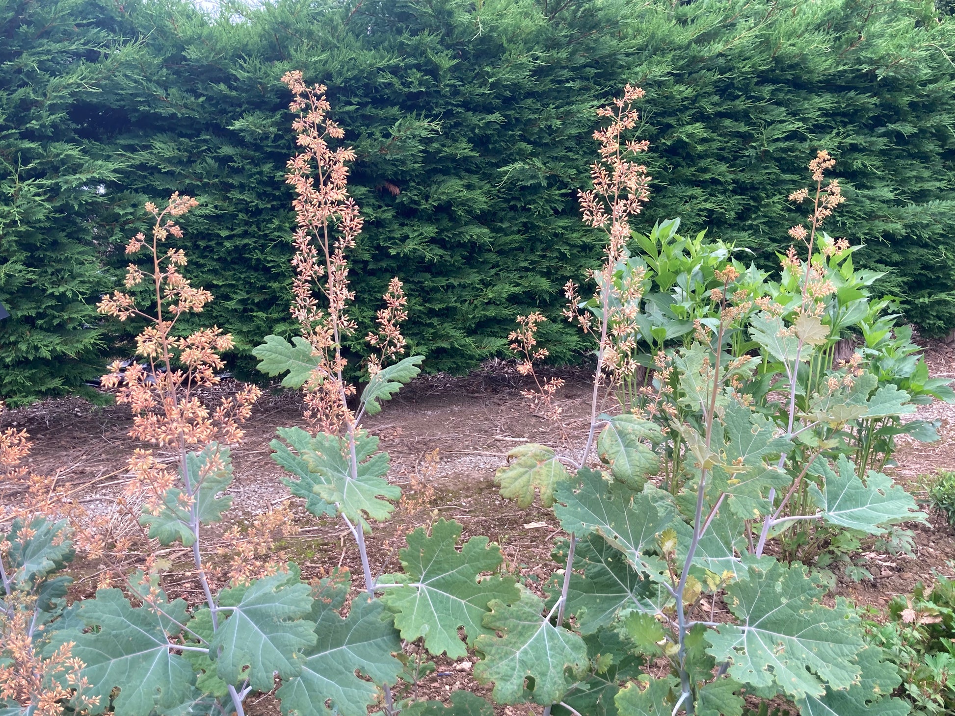 Macleaya microcarpa Kelway's Coral Plume - AGM - Champion Plants