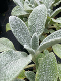 Stachys Silky Fleece - Champion Plants