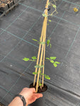 Clematis Jackmanii Superba - Champion Plants