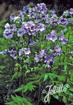 Polemonium yezoense Purple Rain Strain - Champion Plants