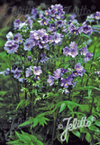 Polemonium yezoense Purple Rain Strain - Champion Plants