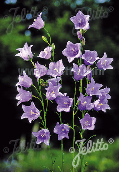 Campanula persicifolia Telham Beauty - Champion Plants