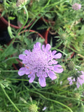 Scabiosa columbaria Butterfly Blue - Champion Plants