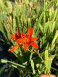 Crocosmia 'Mistral' - Champion Plants