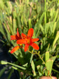 Crocosmia 'Mistral' - Champion Plants