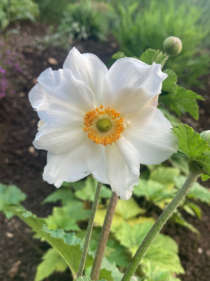 Anemone × hybrida 'Andrea Atkinson' - Champion Plants