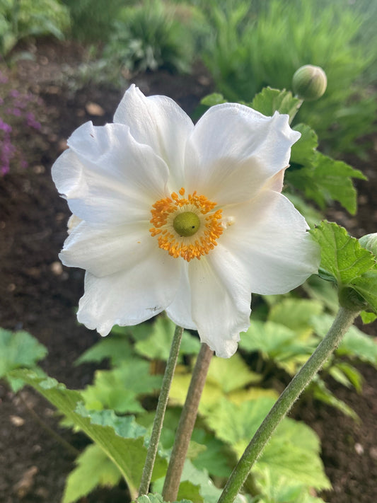 Anemone × hybrida 'Andrea Atkinson' - Champion Plants