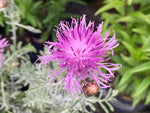 Centaurea Silver Feather - Champion Plants