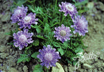 Scabiosa japonica Ritz Blue - Champion Plants