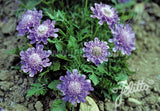 Scabiosa japonica Ritz Blue - Champion Plants