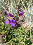 Penstemon Heavenly Blue - Champion Plants