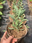 Romneya coulteri - AGM - Champion Plants
