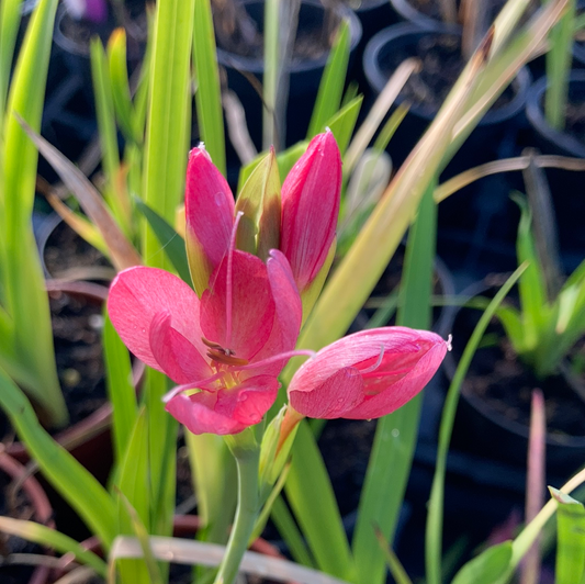 Hesperantha coccinea 'Fenland Daybreak' - Champion Plants