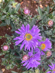 Aster amellus Rudolph Goethe - Champion Plants