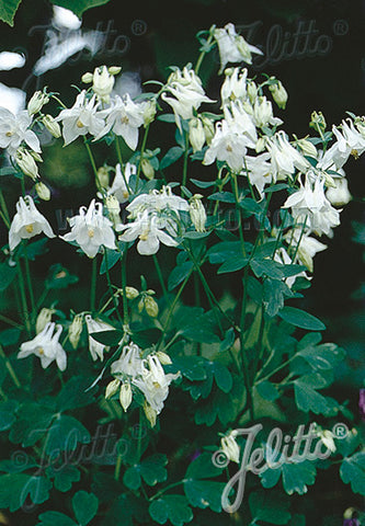 Aquilegia vulgaris Alba (Munstead White) - Champion Plants