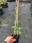 Clematis General Sikorski - Champion Plants