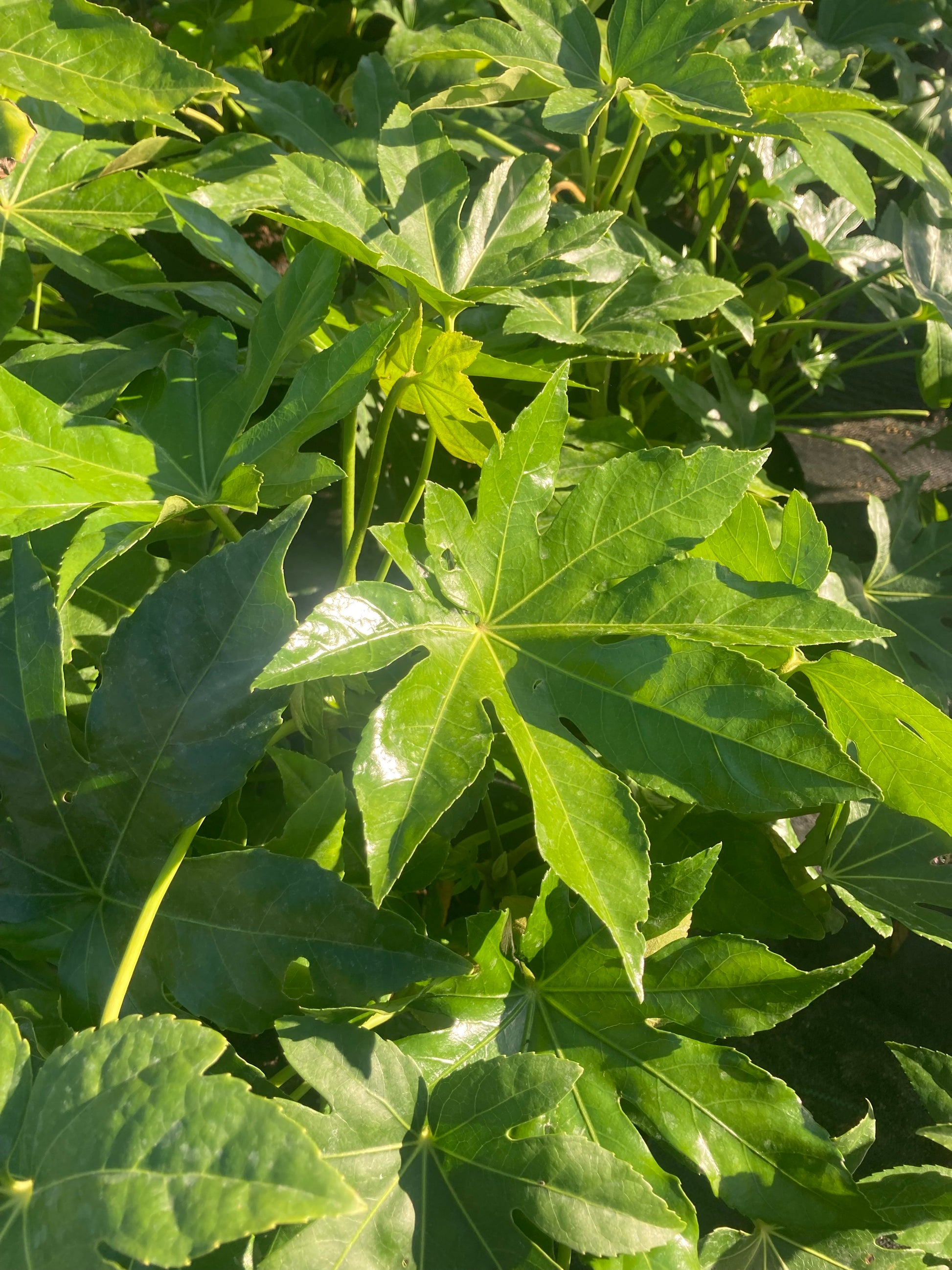 Fatsia japonica - AGM - Champion Plants