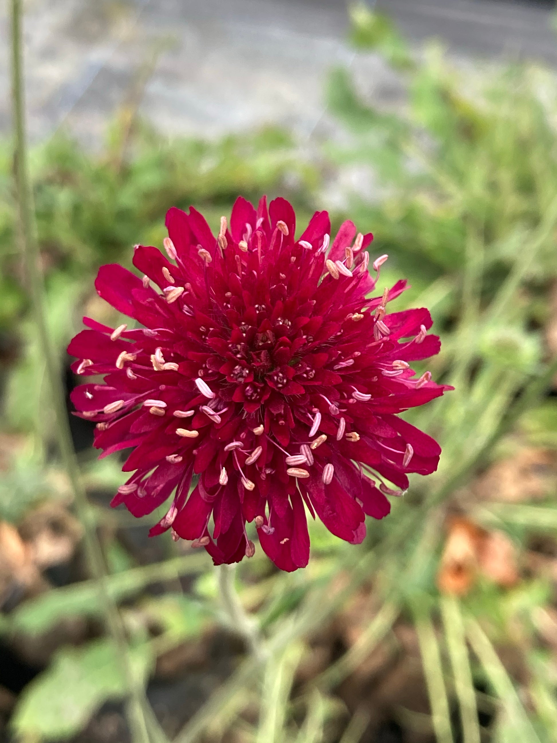 Knautia macedonica Melton pastels - Champion Plants
