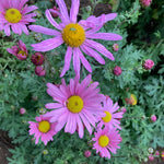 Chrysanthemum Clara Curtis - Champion Plants