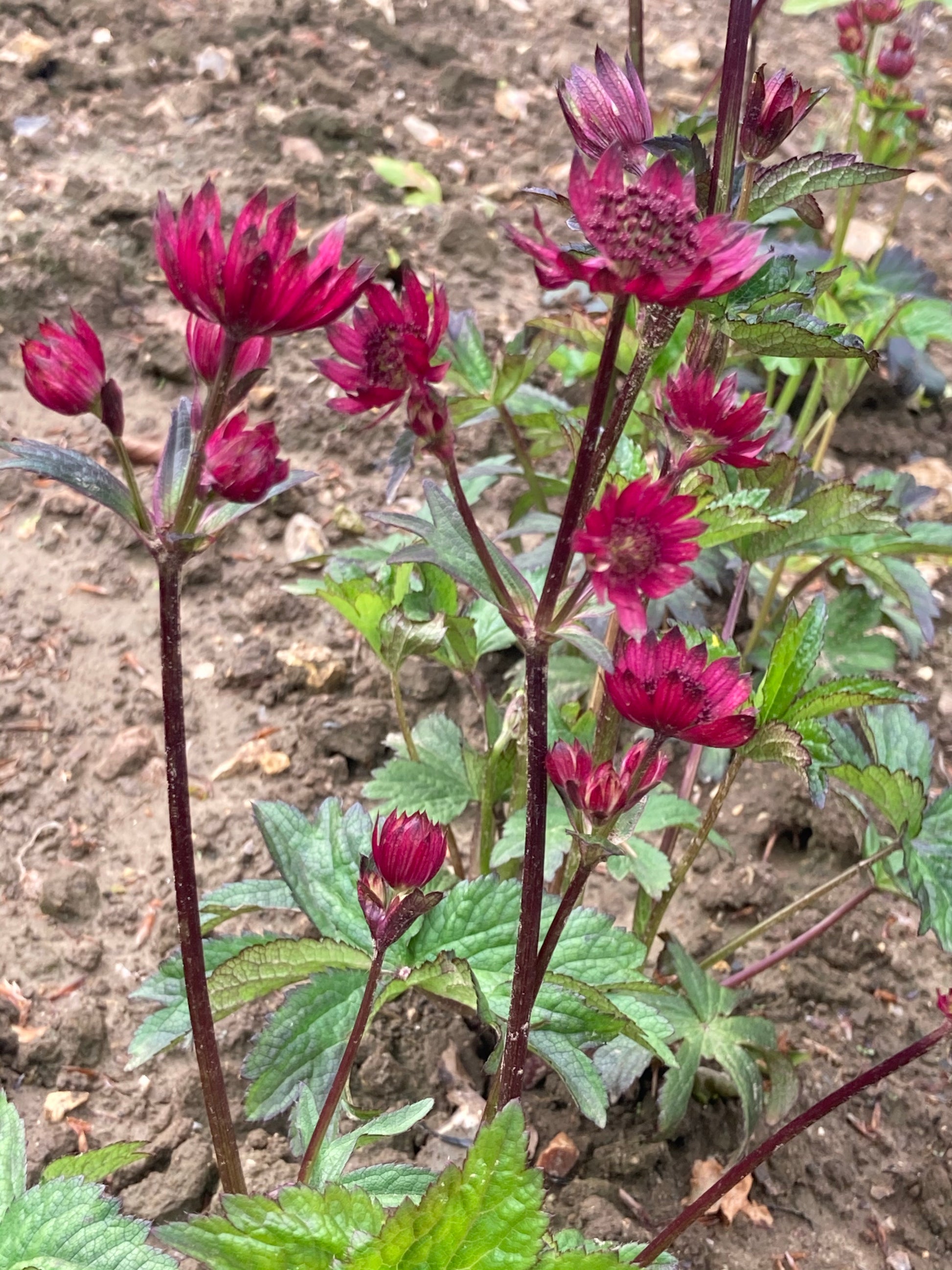 Astrantia Gill Richardson Group - Champion Plants