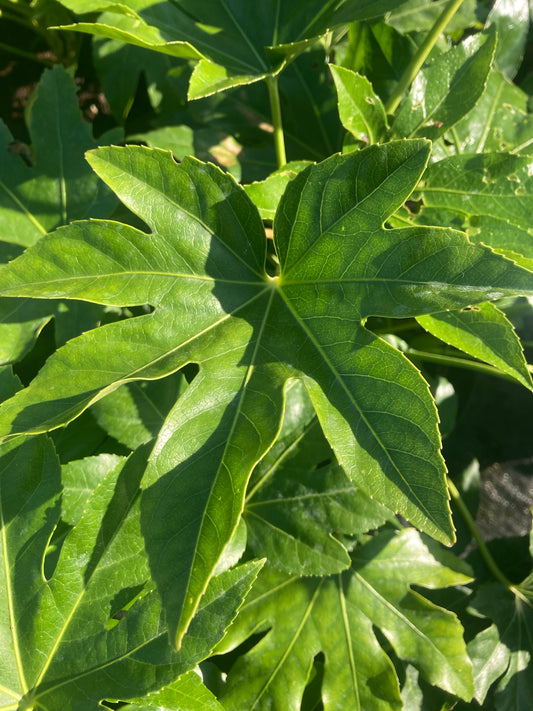 Fatsia japonica - AGM - Champion Plants