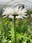 Leucanthemum × superbum 'Aglaia' - Champion Plants