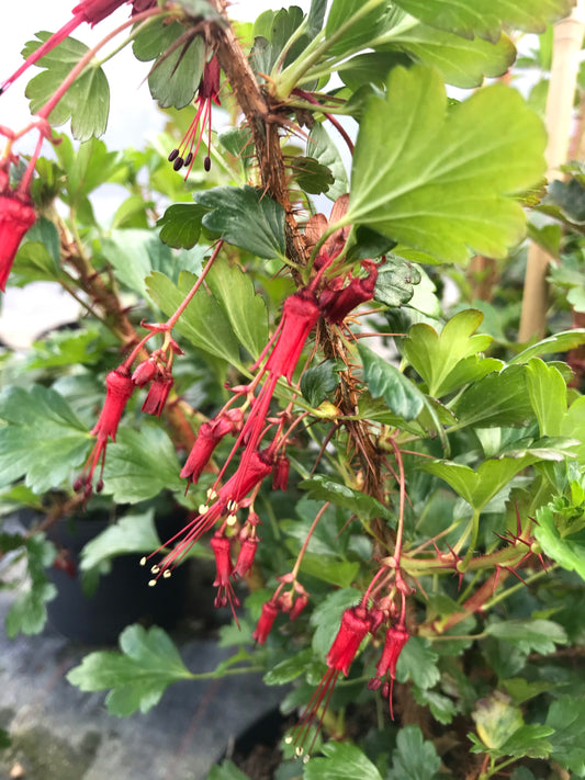 Ribes speciosum - Champion Plants