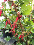 Ribes speciosum - Champion Plants