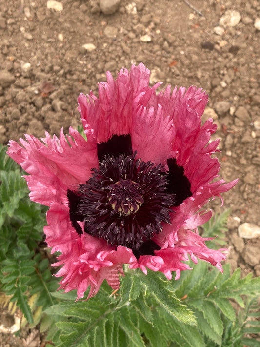 Papaver oriental Patty's Plum - Champion Plants