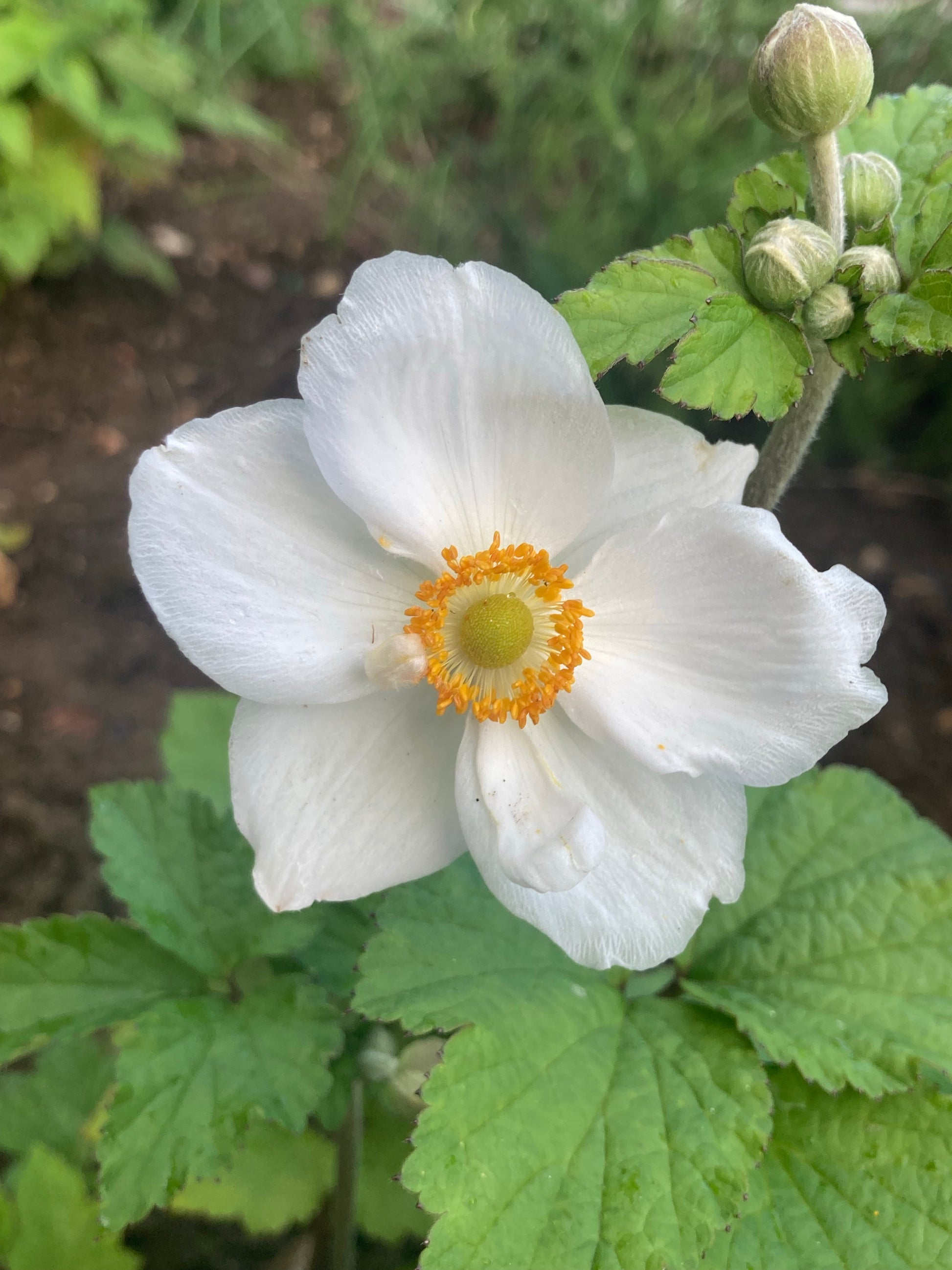 Anemone × hybrida 'Andrea Atkinson' - Champion Plants