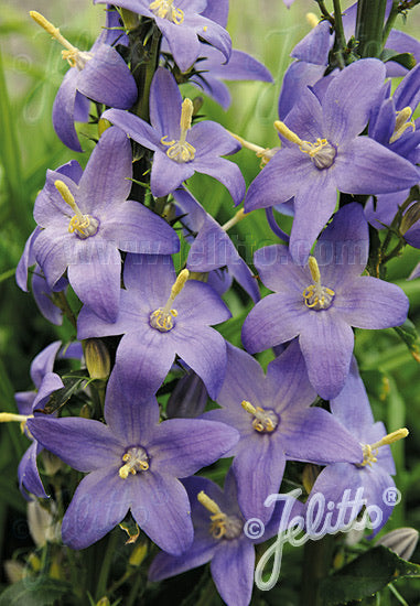 Campanula pyramidalis - Champion Plants