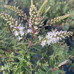 Hebe Champagne - Champion Plants