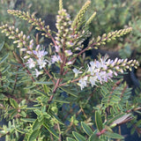 Hebe Champagne - Champion Plants
