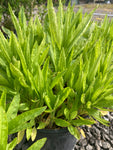 Physostegia virginiana Rosea - Champion Plants