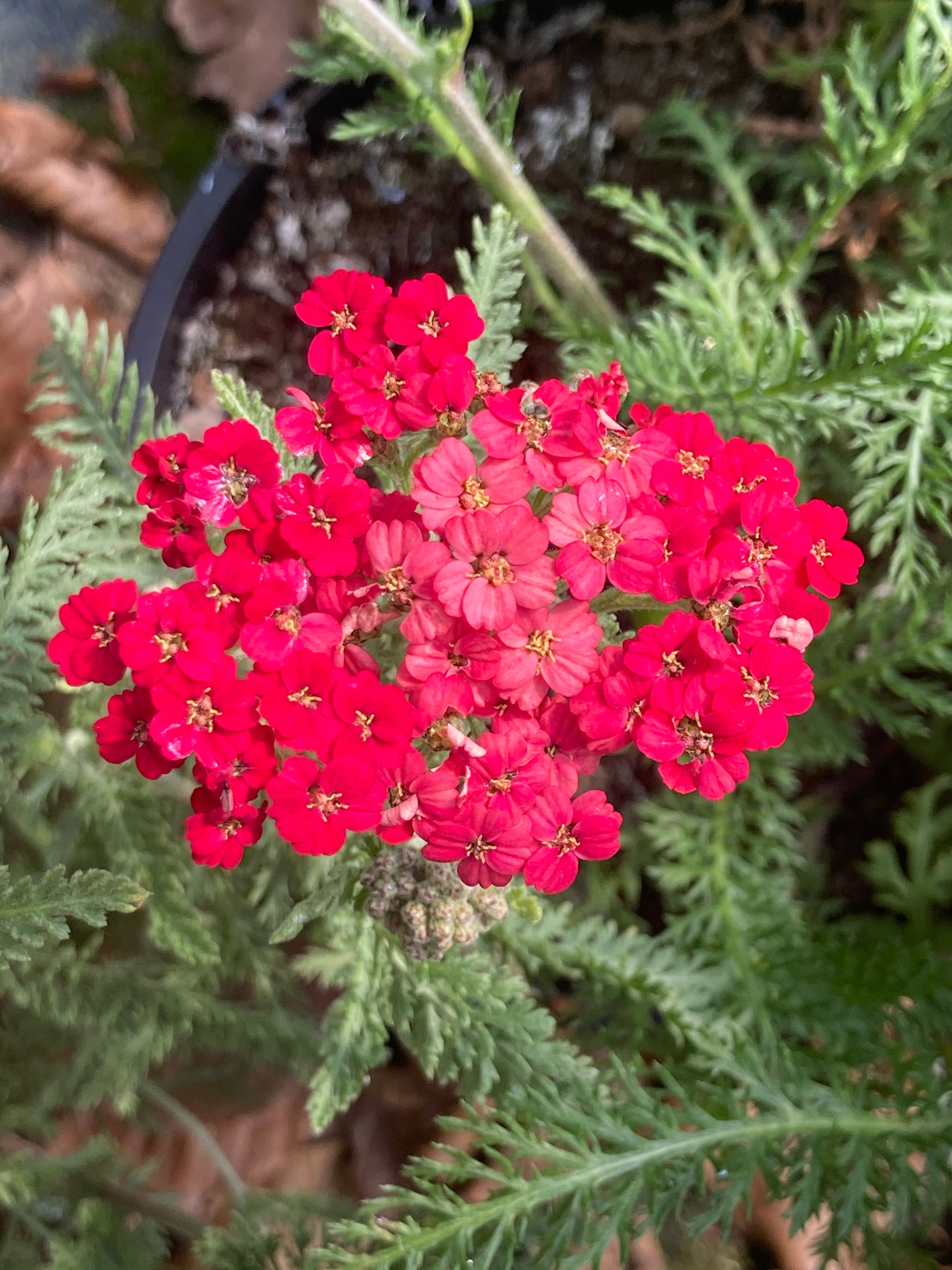 Achillea Paprika - Champion Plants