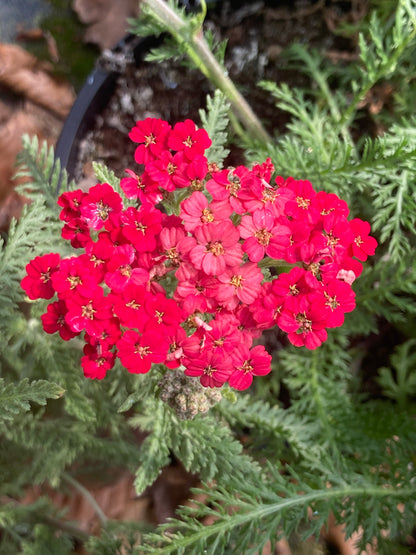 Achillea Paprika - Champion Plants