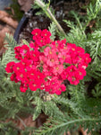 Achillea Paprika - Champion Plants