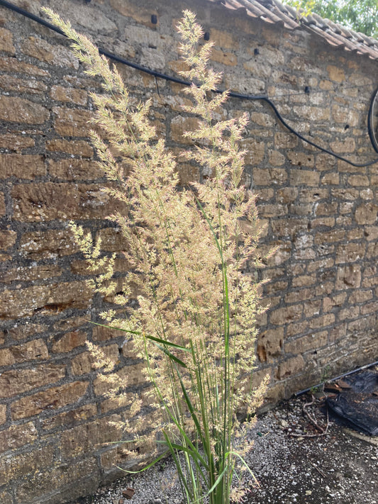 Calamagrostis × acutiflora 'Karl Foerster' - AGM - Champion Plants