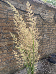 Calamagrostis × acutiflora 'Karl Foerster' - AGM - Champion Plants