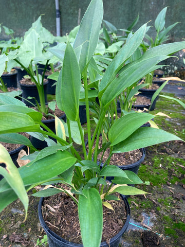 Zantedeschia aethiopica White Gnome (Arum Lily) - Champion Plants